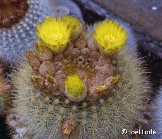 Notocactus scopa ssp. succineus ©JL3501